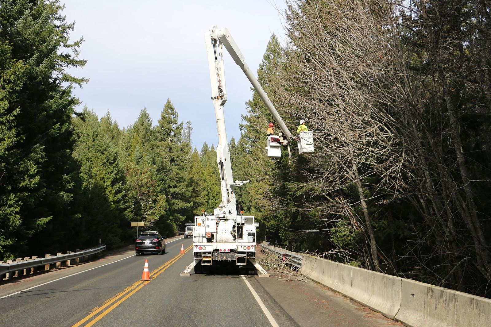 Bucket truck arborists trimming tall trees for a Palm Coast Florida homeowner